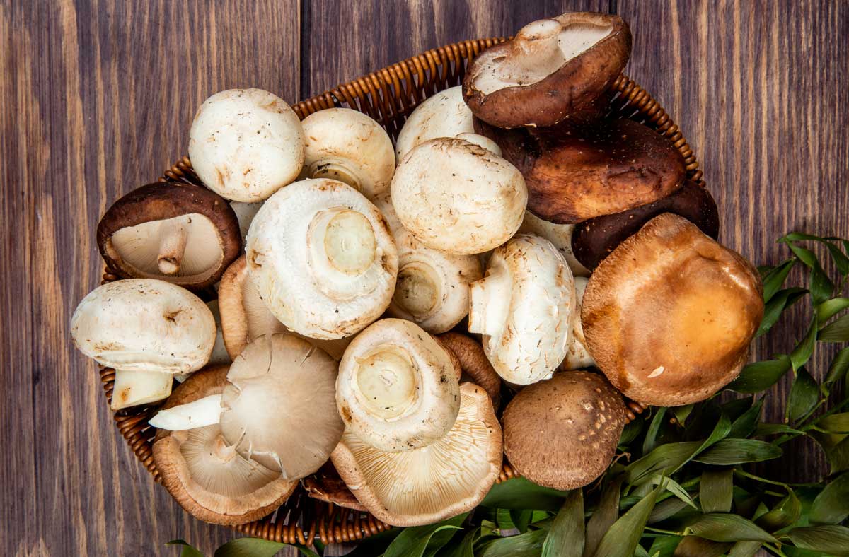 Funghi ADACON Camerino